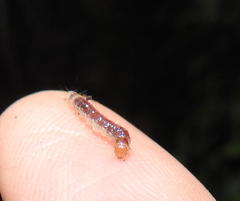 Desmia deploralis