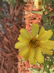 Berlandiera subacaulis