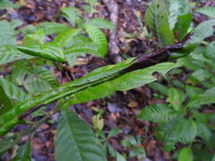 Desmia deploralis