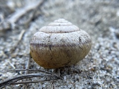 Helminthoglypta contracostae