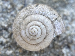 Helminthoglypta contracostae