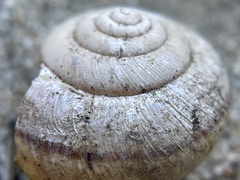 Helminthoglypta contracostae