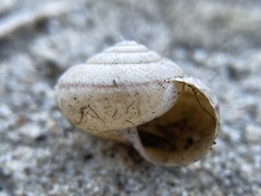 Helminthoglypta contracostae