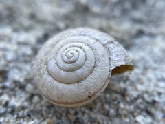 Helminthoglypta contracostae