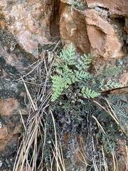 Myriopteris intertexta