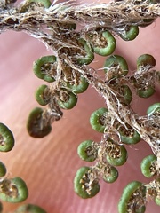 Myriopteris intertexta