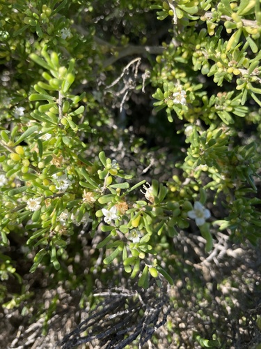 California desert-thorn (Lycium californicum)