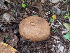 Scleroderma michiganense