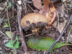 Scleroderma michiganense