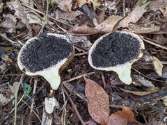 Scleroderma michiganense