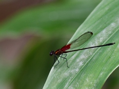 Hetaerina occisa