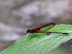Hetaerina occisa