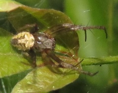 Pararaneus perforatus