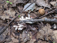 Thelephora penicillata