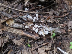 Thelephora penicillata