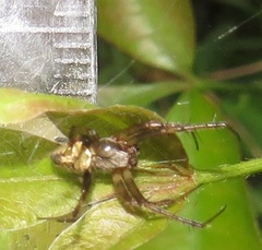 Pararaneus perforatus