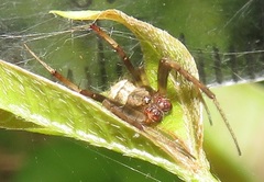 Pararaneus perforatus