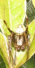 Pararaneus perforatus