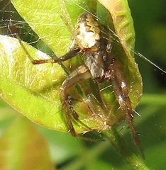 Pararaneus perforatus