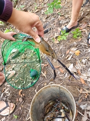 Macrobrachium rosenbergii