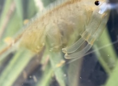 Branchinecta lindahli