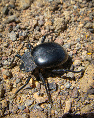 Psectrascelis intricaticollis