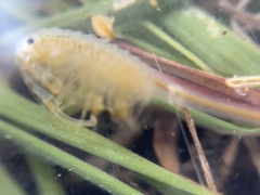 Branchinecta lindahli