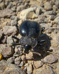 Psectrascelis intricaticollis