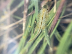 Branchinecta lindahli