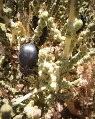 Psectrascelis intricaticollis