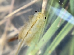 Branchinecta lindahli