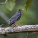 Turdus plumbeus - Photo (c) Pedro Genaro Rodriguez,  זכויות יוצרים חלקיות (CC BY-NC), הועלה על ידי Pedro Genaro Rodriguez