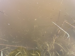 Branchinecta lindahli