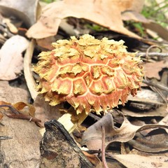 Boletellus deceptivus