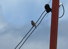 Zonotrichia capensis chilensis