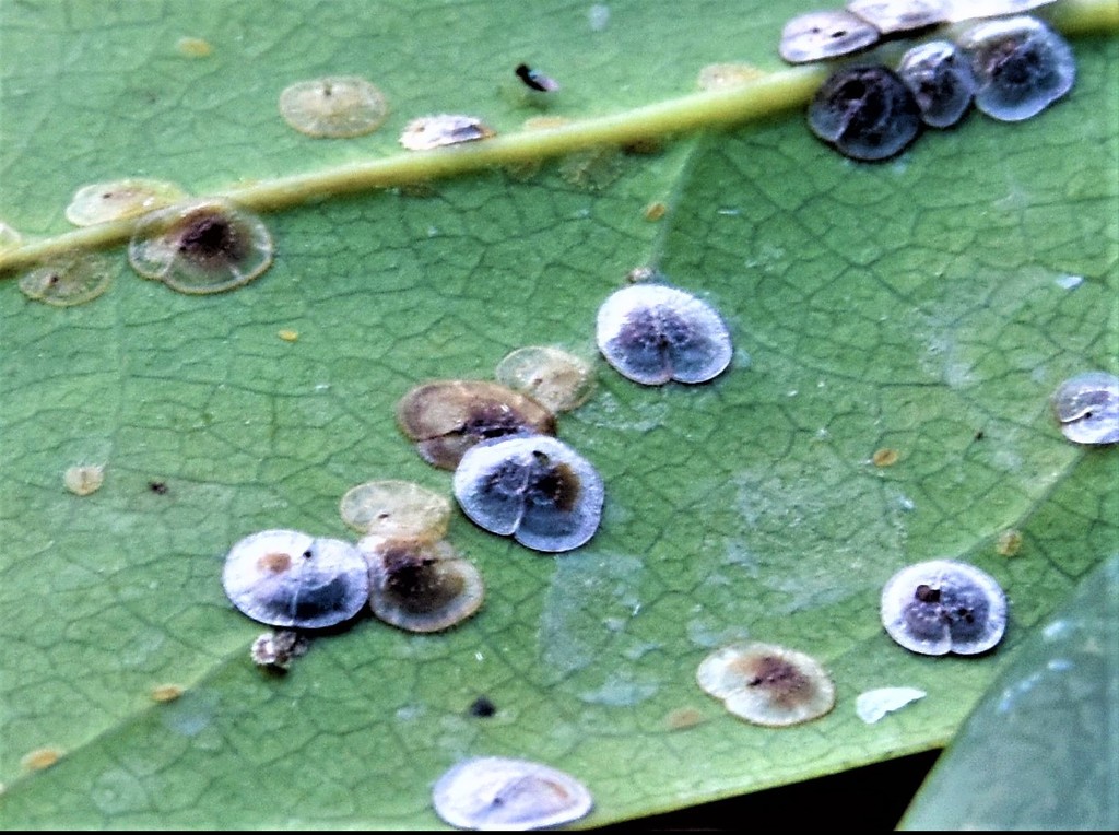 Scale Insects from Greenacres, FL, USA on February 06, 2022 at 11:20 AM ...