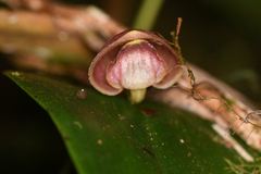 Pleurothallis palliolata