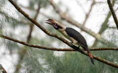 Penelopides manillae