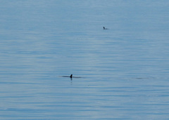 Cephalorhynchus eutropia