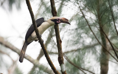 Penelopides manillae