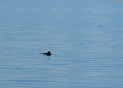 Cephalorhynchus eutropia