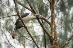 Penelopides manillae