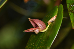 Pleurothallis palliolata