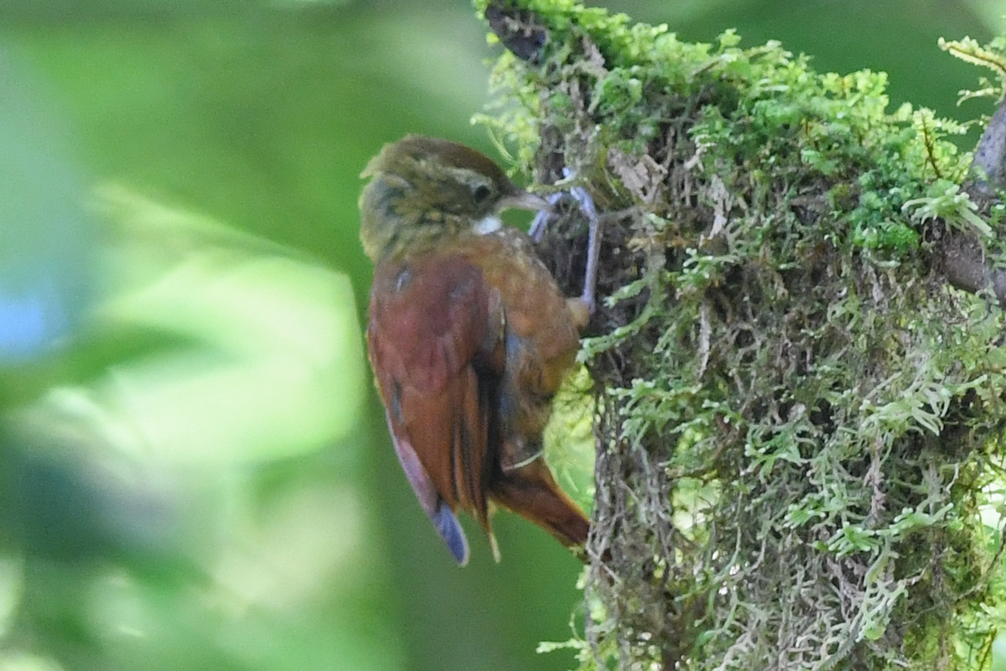 Ruddy Treerunner (Margarornis rubiginosus)