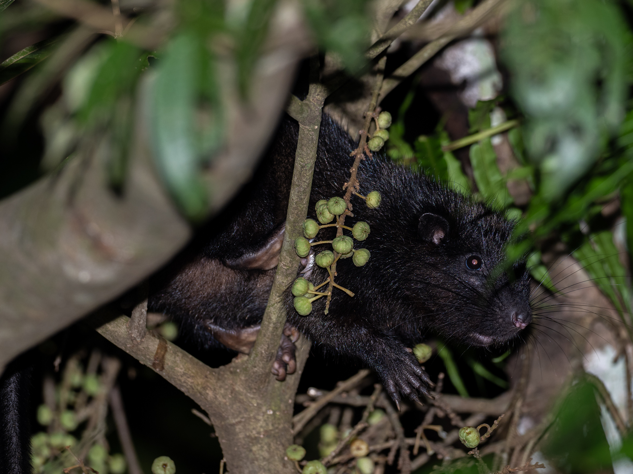 Phloeomys cumingi (Waterhouse, 1839)