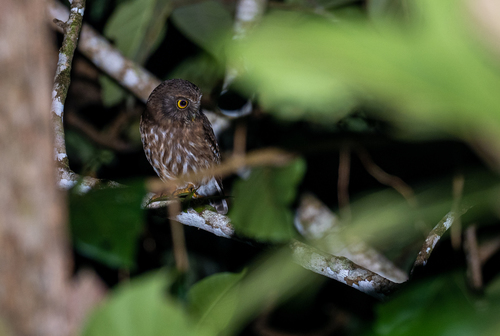 Luzon Boobook (Ninox philippensis), photo 5