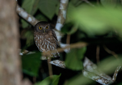 Ninox philippensis