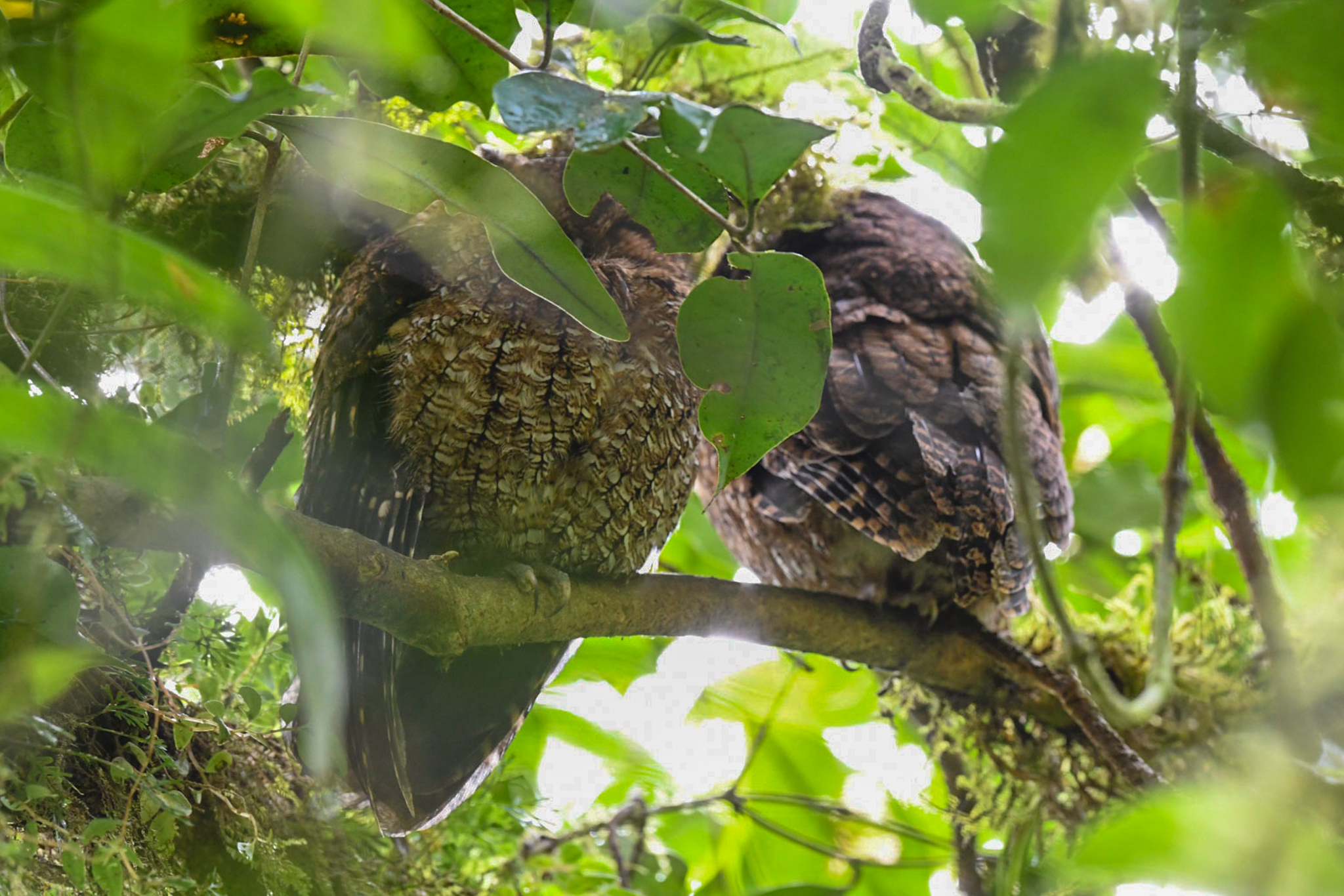 Bare-shanked Screech Owl (Megascops clarkii), photo 8