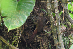 Campylorhamphus pusillus