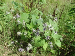 Eryngium hookeri
